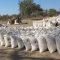 Lunte Girls school produces 300 bags of maize