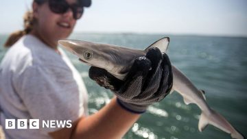 SHARKS COCAINE