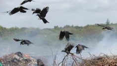 KENYA KILL BIRDS