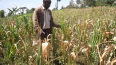 farmer maize