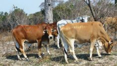 cattle livestock-1140-2