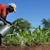 farmer waters his maize