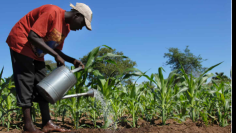 farmer waters his maize