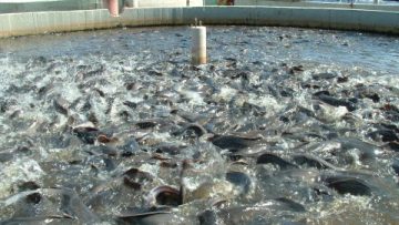 fish farming