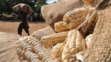 maize bags