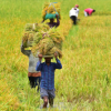 rice farmers