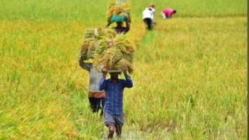 rice farmers