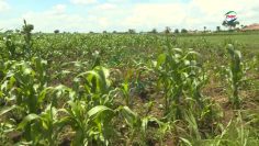 MAIZE PLANT