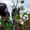 cotton farmers