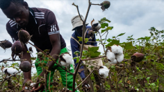 cotton farmers