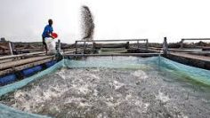 fish farm