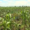 MAIZE PLANT