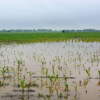 FLOODED MAIZE FIELD