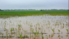 FLOODED MAIZE FIELD