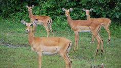 KAFUE ANIMALS