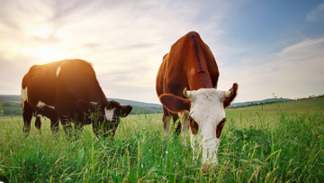 cattle grazing