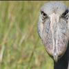 shoebill