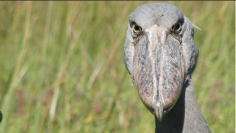 shoebill