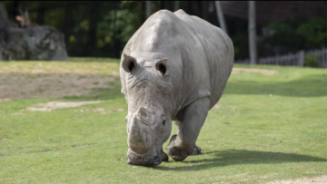 white rhino