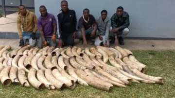 ivory people