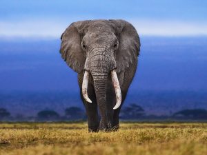 Calm Restored in Nakatindi Ward After Elephant Migration