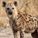 Hyena Attacks Child in Lundazi District