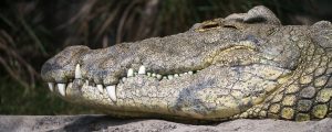 Crocodile Attack Claims Life of 11-Year-Old in Gwembe